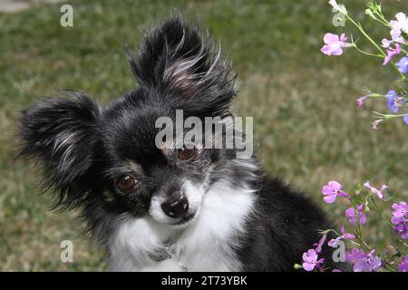 Chihuahua, portrait à cheveux longs à côté des fleurs. Herbe en arrière-plan Banque D'Images