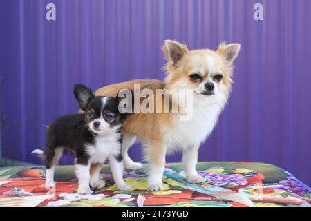 2 Chihuahuas. Un adulte un chiot. Debout sur un tapis sur un fond violet Banque D'Images