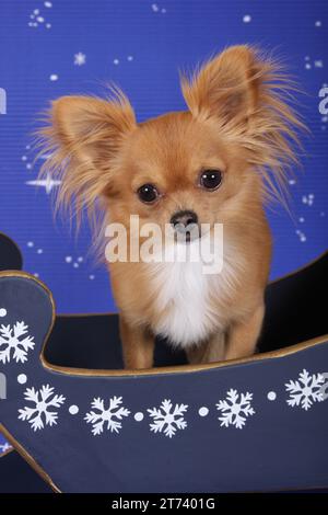 Chihuahua assis dans un traîneau avec des décorations en flocons de neige. Réglage Studio Banque D'Images