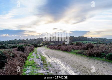 Hampton Ridge, Frogham, New Forest, Hampshire, Royaume-Uni, piste cyclable, piste cyclable, novembre, automne, humide, paysage Banque D'Images