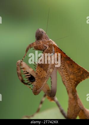 Gros plan d'une mantis foliaire morte (Deroplatys dessicata) en nettoyant ses yeux avec sa jambe avant Banque D'Images