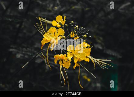 Belles fleurs de paon jaune (aussi connu sous le nom de Caesalpinia pulcherrima) Banque D'Images