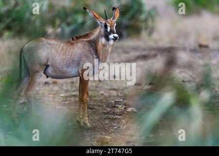 Anteloipe de Roan (Hippotragus equinus) de Punda Maria, NP Kruger, Afrique du Sud. Banque D'Images