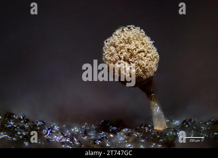 Plasmodium et sporanges de la mycolite Trichia sp. Croissance à partir du bois de Acer sp. Prélevé à Hidra, dans le sud-ouest de la Norvège. Banque D'Images