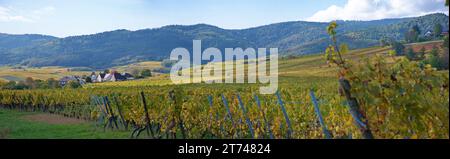 Vignobles automnaux en Alsace, large panorama Banque D'Images