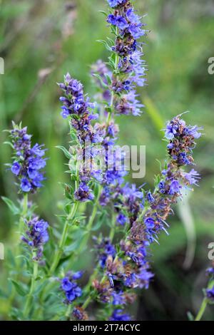 En été, l'hyssopus officinalis pousse à l'état sauvage Banque D'Images