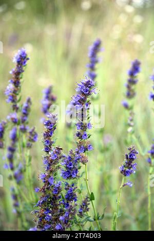 En été, l'hyssopus officinalis pousse à l'état sauvage Banque D'Images