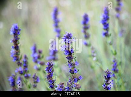 En été, l'hyssopus officinalis pousse à l'état sauvage Banque D'Images