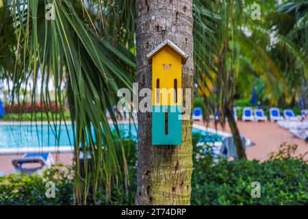 Vue rapprochée de la maison aux papillons nichée sur le tronc de palmiers près de la piscine de l'hôtel. Miami Beach. Banque D'Images