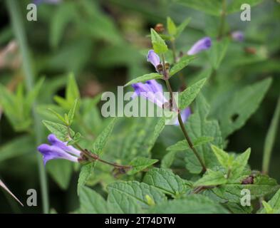 La précieuse plante médicinale Scutellaria galericulata pousse dans la nature Banque D'Images