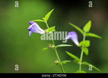 La précieuse plante médicinale Scutellaria galericulata pousse dans la nature Banque D'Images