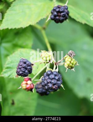 Dans la nature, les baies mûrissent sur une branche de la mûre commune (Rubus caesius). Banque D'Images