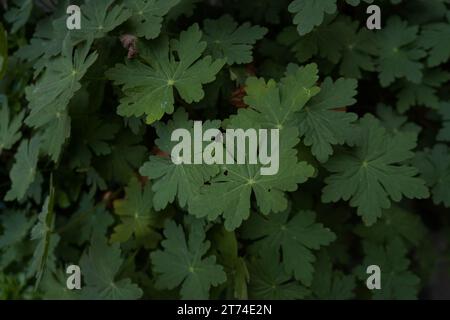 Géranium, géranium bigroot, géranium bulgare ou bec de grue de roche (Geranium macrorrhizum) Banque D'Images