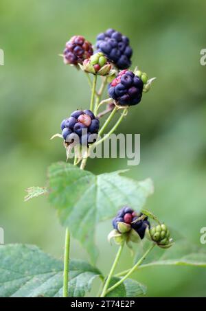 Dans la nature, les baies mûrissent sur une branche de la mûre commune (Rubus caesius). Banque D'Images