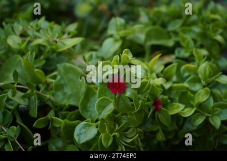 Apténia, Baby Sun rose, coeur-feuille, apténia rouge ou Apténia (Mesembryanthemum cordifolium), anciennement connu sous le nom (Aptenia cordifolia) Banque D'Images