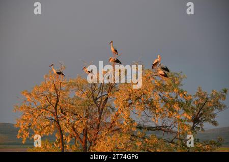 Cigognes blanches (Ciconia ciconia) perchées sur un arbre au coucher du soleil. Banque D'Images