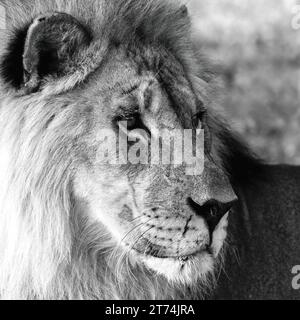 Un gros plan photo d'un lion mâle majestueux dans la nature Banque D'Images
