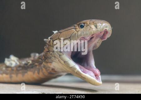 Un King Cobra avec la bouche ouverte ajuste sa mâchoire après avoir perdu sa peau. Quelques flocons de peau jetée s’accrochent encore au corps du serpent. Banque D'Images