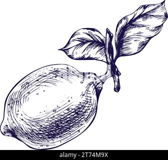 Citrons juteux, mûrs avec des feuilles sur les branches, entiers. Illustration botanique graphique dessinée à la main à l'encre bleue. Vecteur EPS objet isolé Illustration de Vecteur
