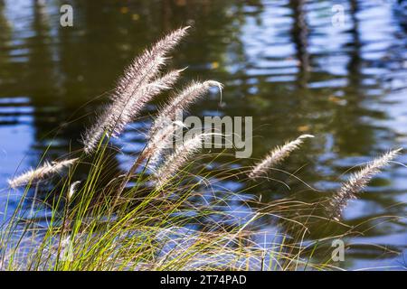 Fond naturel avec herbe côtière et eau de lac. Cenchrus setaceus, communément appelé cramoisi Fountaingrass Banque D'Images
