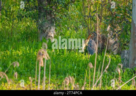 Héron pourpre (Ardea purpurea) mangeant ses proies dans son habitat naturel. Banque D'Images