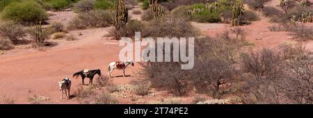 Bolivie, Tupiza. Des chevaux attendent les touristes à la porte du diable. Un paysage qui ressemble au Far West. Attraction touristique avec excursions à cheval. Banque D'Images