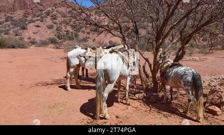 Bolivie, Tupiza. Des chevaux attendent les touristes à la porte du diable. Un paysage qui ressemble au Far West. Attraction touristique avec excursions à cheval. Banque D'Images