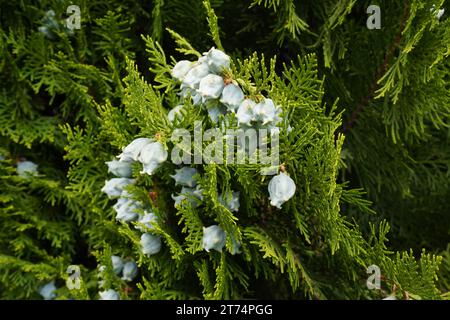 Thyja, Arbor-vitae ou thyja chinoise (Platycladus orientalis) Banque D'Images