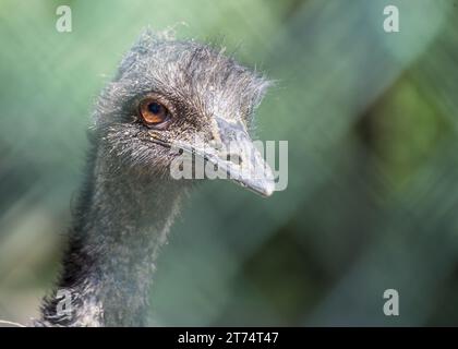 Admirez l'élégance du Dromaius novaehollandiae, l'émeu, qui erre librement dans son paysage naturel. Originaire d'Australie, cet oiseau sans vol Banque D'Images