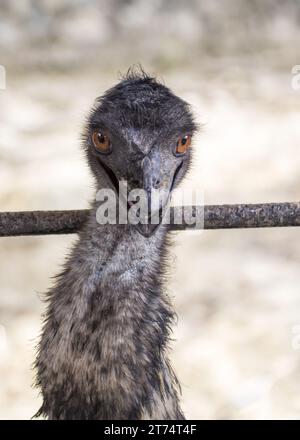 Admirez l'élégance du Dromaius novaehollandiae, l'émeu, qui erre librement dans son paysage naturel. Originaire d'Australie, cet oiseau sans vol Banque D'Images