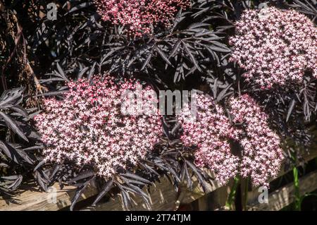 Sambucus nigra Black Elder un diciduous buissonnante arbuste ou petit arbre qui a les feuilles noires et aussi de petits fruits noirs en automne. Est entièrement hardy. Banque D'Images