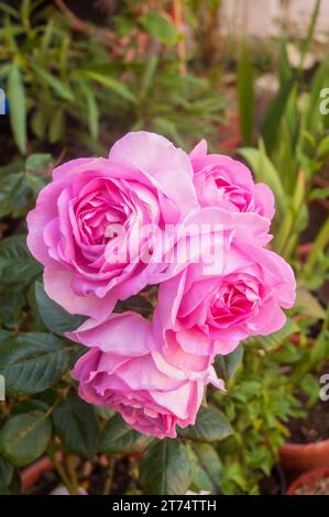 Gros plan de Rose Mum in a million également appelé Millie un thé hybride floribunda avec des fleurs roses vives doubles Une rose debout à feuilles caduques entièrement robuste. Banque D'Images