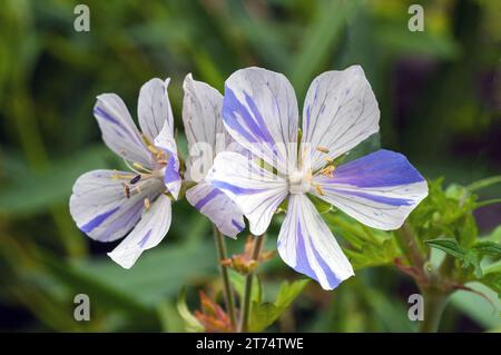 Gros plan de Geranium pratense striatum Splish Splash également prairie cranesbill un amas de feuilles vivaces à feuilles caduques robustes qui est bon pour la couverture du sol Banque D'Images