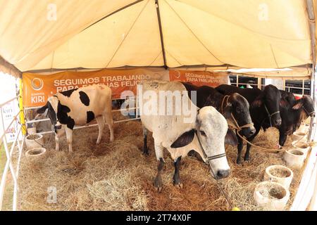 MARACAIBO-VENEZUELA- 02-11-2023- des vaches de race holstein sont vues ensemble dans un corral lors de la foire du bétail latino-américaine dans la ville de Maracai Banque D'Images