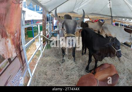 MARACAIBO-VENEZUELA- 02-11-2023- quelques vaches de la race Bruna, sont vues aux côtés d'autres espèces. © JOSE ISAAC BULA URRUTIA Banque D'Images