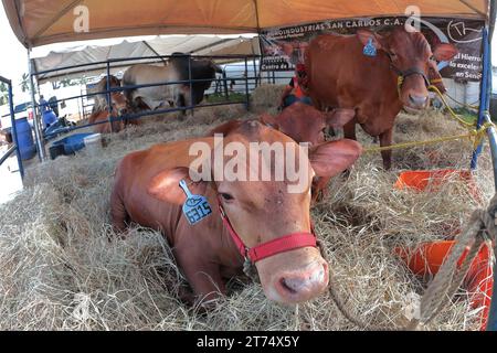 MARACAIBO-VENEZUELA- 02-11-2023- quelques vaches de race blanche, sont vues lors d'une exposition de bétail dans la ville de Maracaibo.© JOSE ISAAC BULA URR Banque D'Images