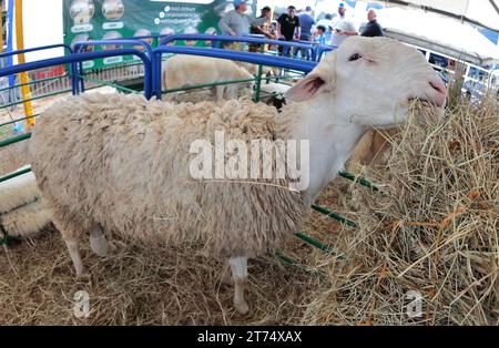 MARACAIBO-VENEZUELA- 02-11-2023- certains moutons de race Ile de france mangent de l'herbe lors de la foire du bétail latino-américaine dans la ville de Maracaibo. © JOSE IS Banque D'Images