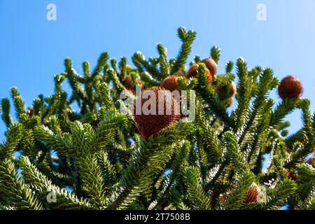 Beau PIN serpent ou arbre de singe avec cône (Araucaria araucana) contre ciel bleu clair dans une journée d'été ensoleillée à Lugano, Tessin, Suisse Banque D'Images