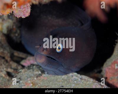 Anguille de Moray noire (Muraena augusti), site de plongée de la réserve marine d'El Cabron, Arinaga, Gran Canaria, Espagne, Océan Atlantique Banque D'Images