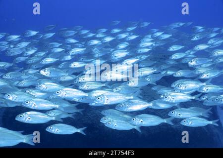 Shoal, groupe de dorade rose arctique (Pagellus acarne), site de plongée El Cabron Réserve marine, Arinaga, Grande Canarie, Espagne, Océan Atlantique Banque D'Images