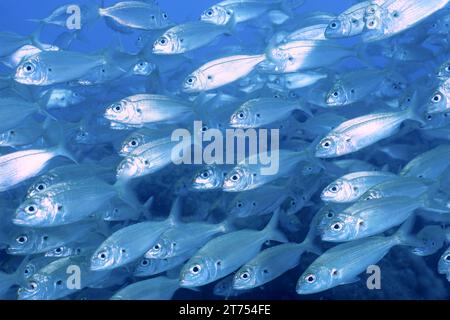 Shoal, groupe de dorade rose arctique (Pagellus acarne), site de plongée El Cabron Réserve marine, Arinaga, Grande Canarie, Espagne, Océan Atlantique Banque D'Images