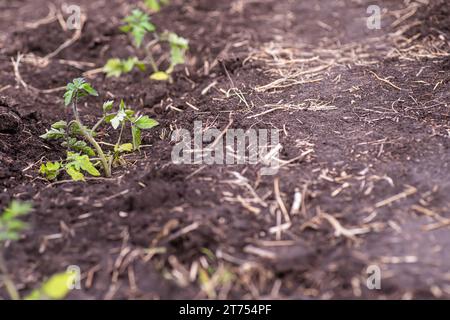 Plants de tomates poussant sur le sol dans le potager. Banque D'Images
