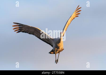 Une grue de Sandhill solitaire vole au coucher du soleil, à moitié éclairée par le soleil couchant, à moitié dans l'ombre. Banque D'Images