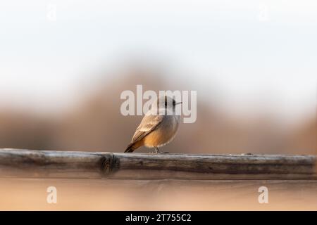 Un petit oiseau gris et orange est assis sur une clôture en bois patiné, peu focalisé avec un fond flou lisse. Banque D'Images