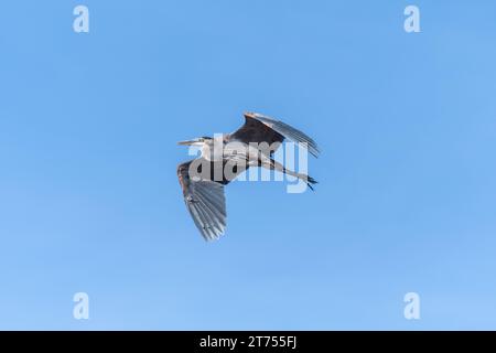 Un Grand Héron Bleu solitaire en vol, des ailes partiellement nichées d'ombres proéminentes, contre un ciel bleu pur. Banque D'Images