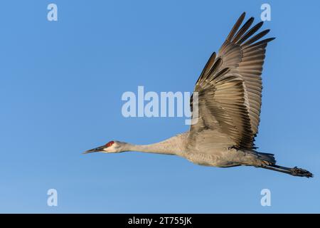 Une grue Sandhill solitaire volant de profil, ailes entièrement étendues et surélevées, illuminées en plein soleil avec un ciel bleu pur en arrière-plan. Banque D'Images