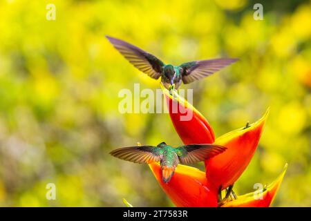 Brown-tailed Hummingbird (Trochilidae) (Amazilia tzacatl), White-naped Hummingbird (Florisugra mellivora), female, Hummingbird, Swiftbirds Stock Photo