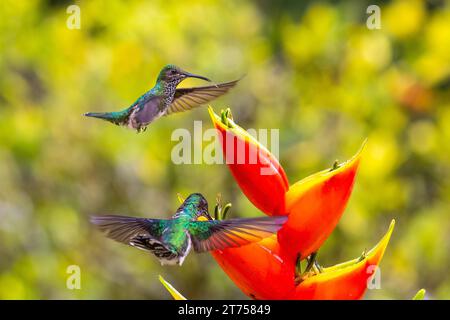 Colibris à nuque blanche (Trochilidae) (Florisugra mellivora), femelle, colibris, oiseaux nageurs (Apodiformes), Heliconia Wagner (Heliconia wagneriana) Banque D'Images