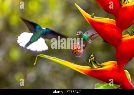 Colibris à queue brune (Trochilidae) (Amazilia tzacatl), colibris à nuque blanche (Florisugra mellivora), mâle, colibris, oiseaux nageurs Banque D'Images