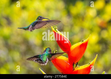 Colibris à nuque blanche (Trochilidae) (Florisugra mellivora), femelle, colibris, oiseaux nageurs (Apodiformes), Heliconia Wagner (Heliconia wagneriana) Banque D'Images